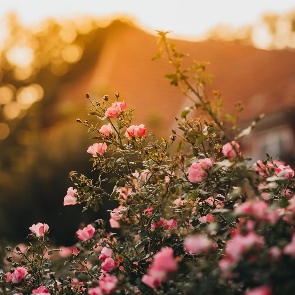 Blühende Pflanze vor einem unscharfen Hintergrund