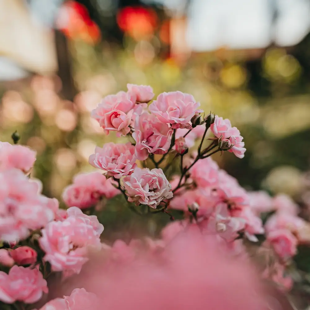 Blühende Pflanze vor einem unscharfen Hintergrund