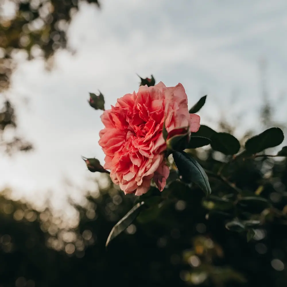 Blühende Pflanze vor einem unscharfen Hintergrund