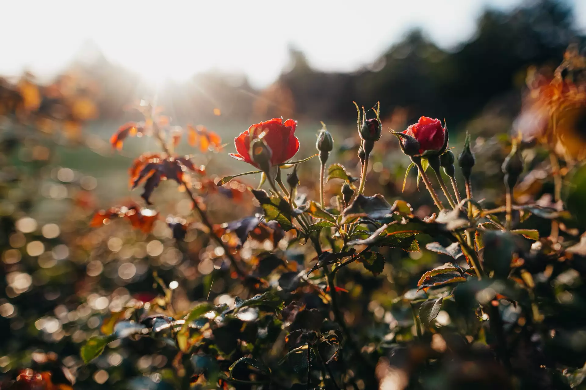 Rote Rosenknospen im weichen Morgenlicht mit Lichtreflexen und sanftem Bokeh – Nahaufnahme von Tautropfen auf Rosenblättern im Garten.