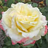 Kordes' Rose Athena - W. Kordes' Söhne